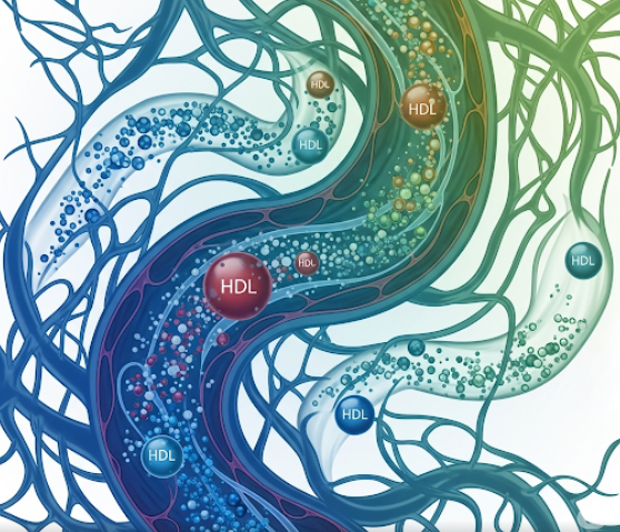 Total Cholesterol/HDL Ratio